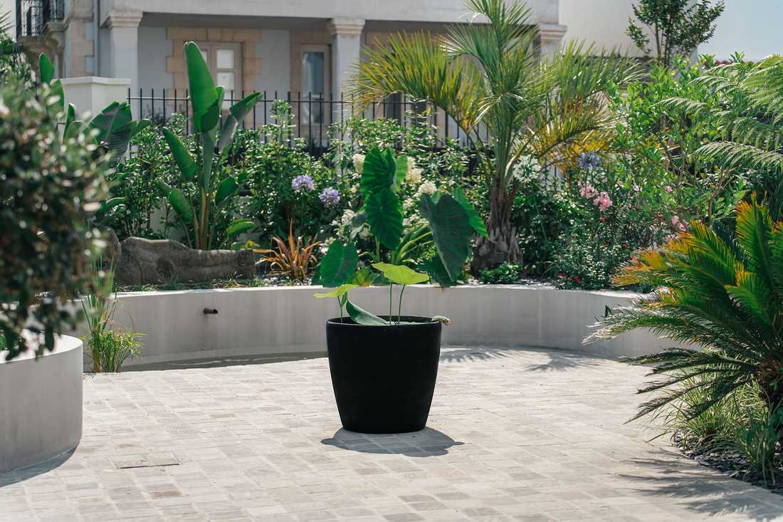Aménagement d'un jardin d'une villa - un pot avec plante exotique
