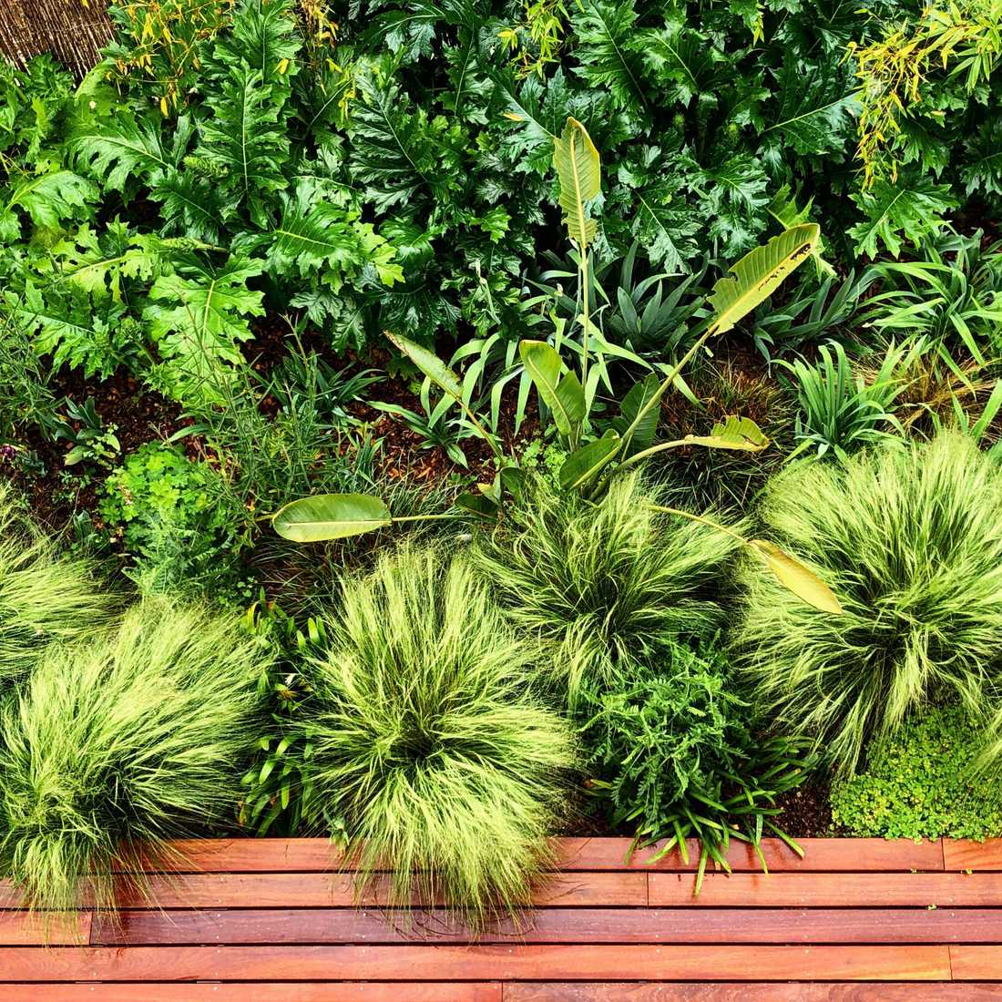 Végétation luxuriante dans le petit jardin d'une maison de ville à Lyon