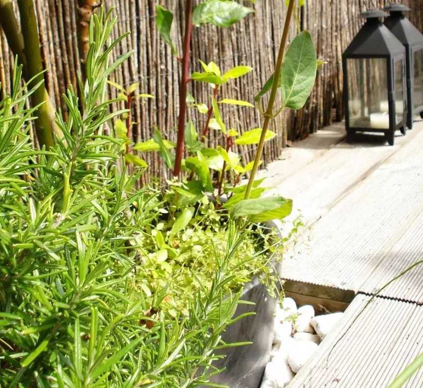 Végétalisation d'un toit-terrasse par un architece paysagiste dans le Rhône