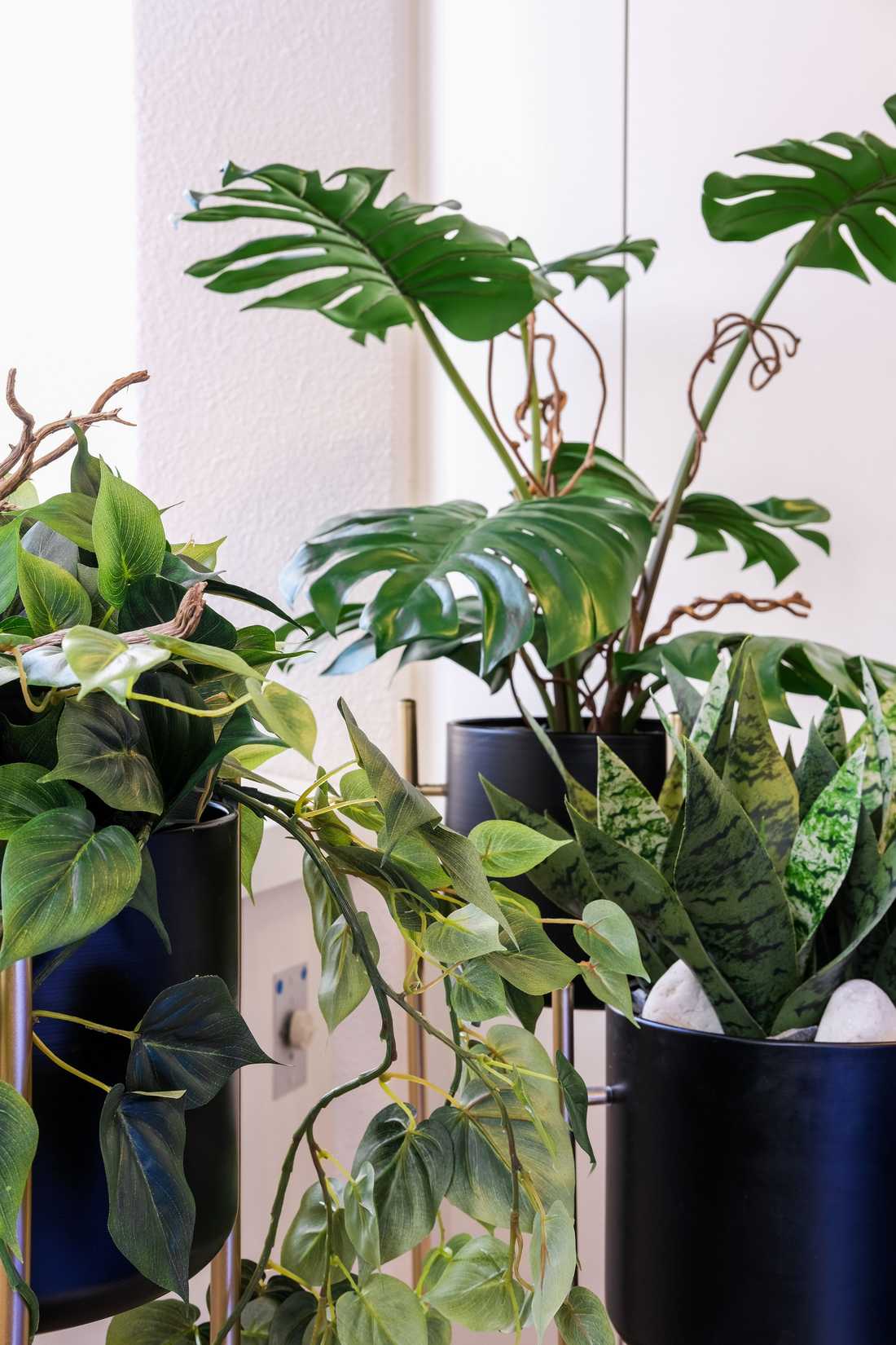 Plantes dans un office notarial à Lyon après rénovation par un achitecte d'intérieur
