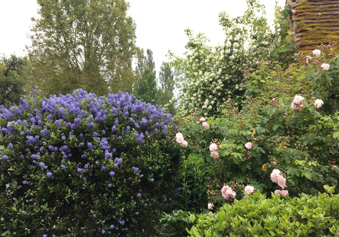 Plantation de fleurs dans un jardin