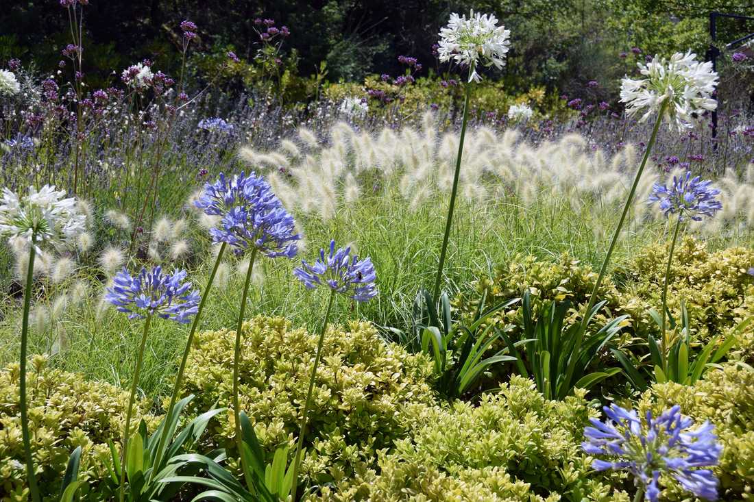 Fleurs et floraisons méditerrannéenes aménaagé par un concepteur paysagiste à Lyon